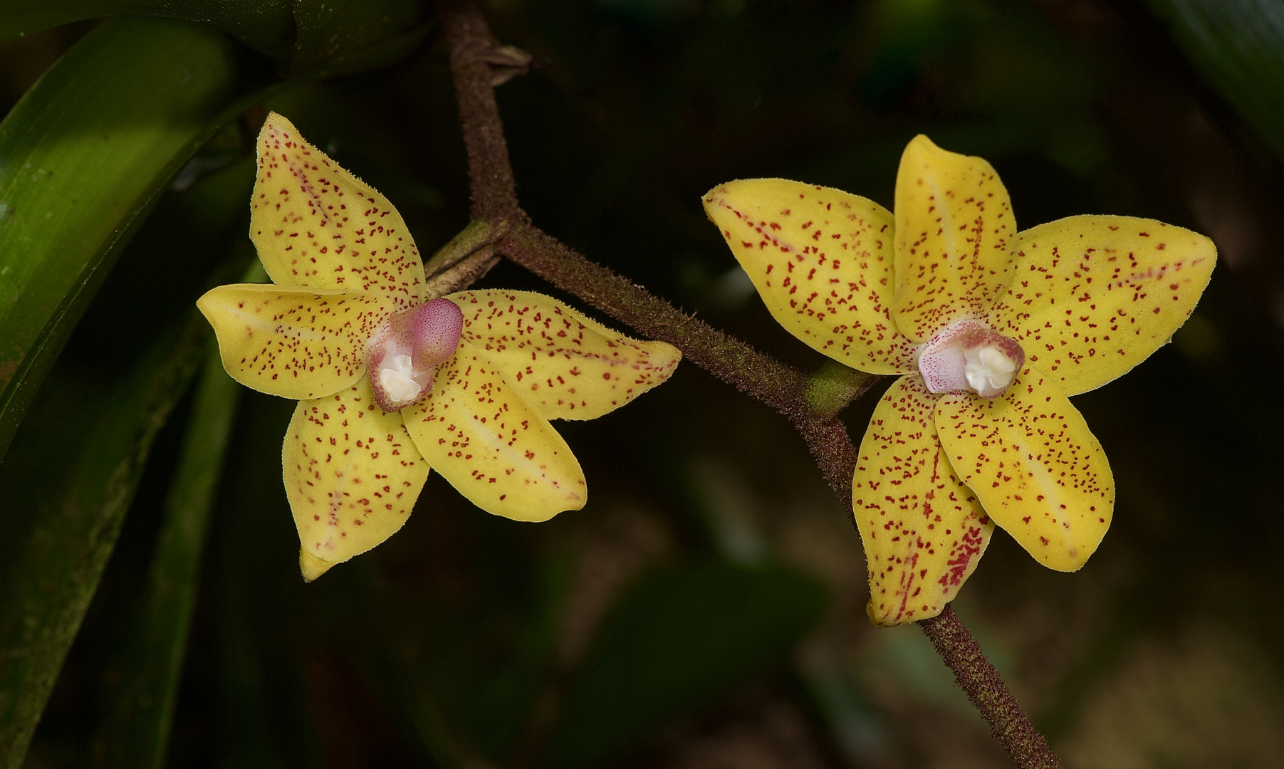 widlebende Orchideen aus Borneo, Sabah