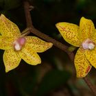 widlebende Orchideen aus Borneo, Sabah