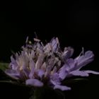 Widow flower (Knautia)