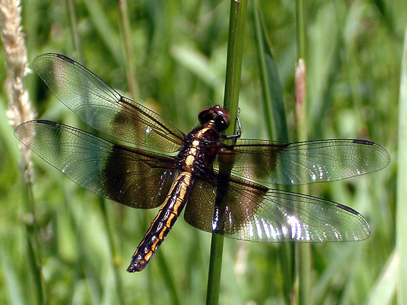 Widow Skimmer (female)