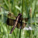 Widow Skimmer (female)