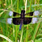 Widow Skimmer (male)