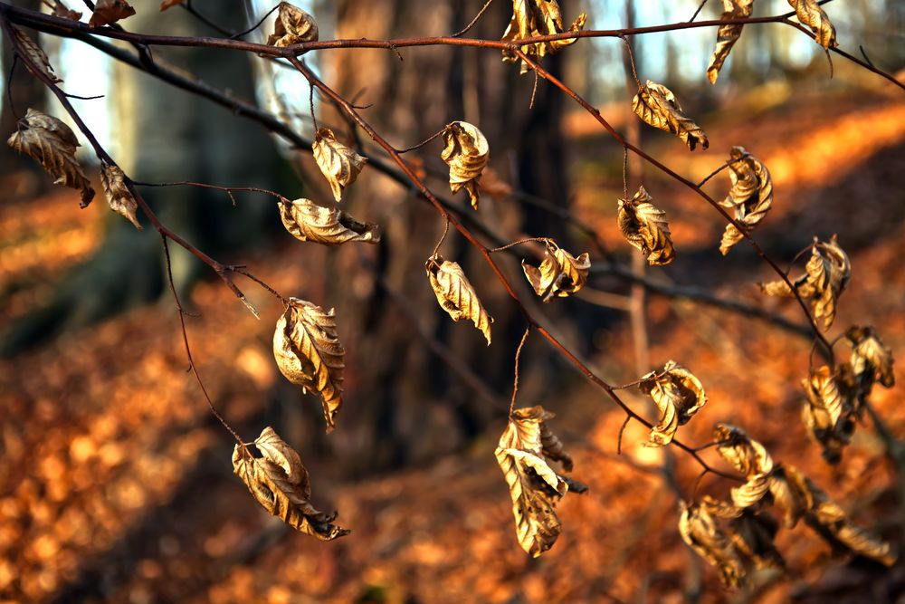 Wie a Blatt im Wind