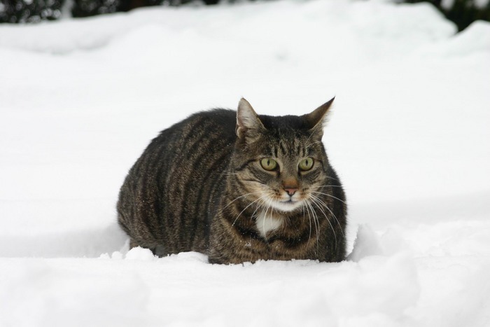 Wie alt ist wohl unser kleiner Kater?