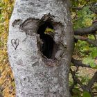 wie alt mag M gewesen sein, nachdem der Baum durchlöchert ist?