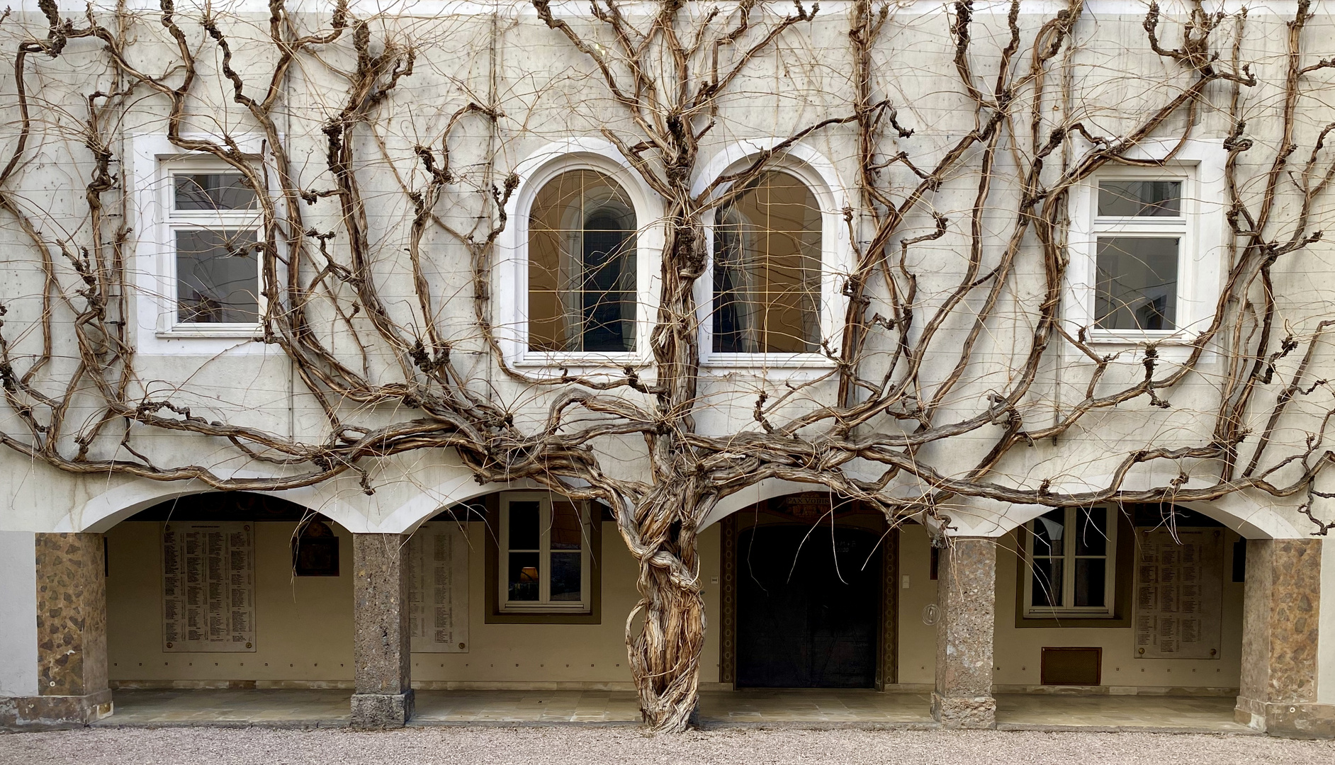 Wie alt wohl dieser Baum ist ? .... 200 Jahre .. 300 Jahre .... 