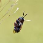 Wie am seidenen Faden: Schlafende Filzbiene (Epeolus variegatus)