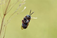 Wie am seidenen Faden: Schlafende Filzbiene (Epeolus variegatus)