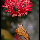 wie angelt man sich einen Schmetterling