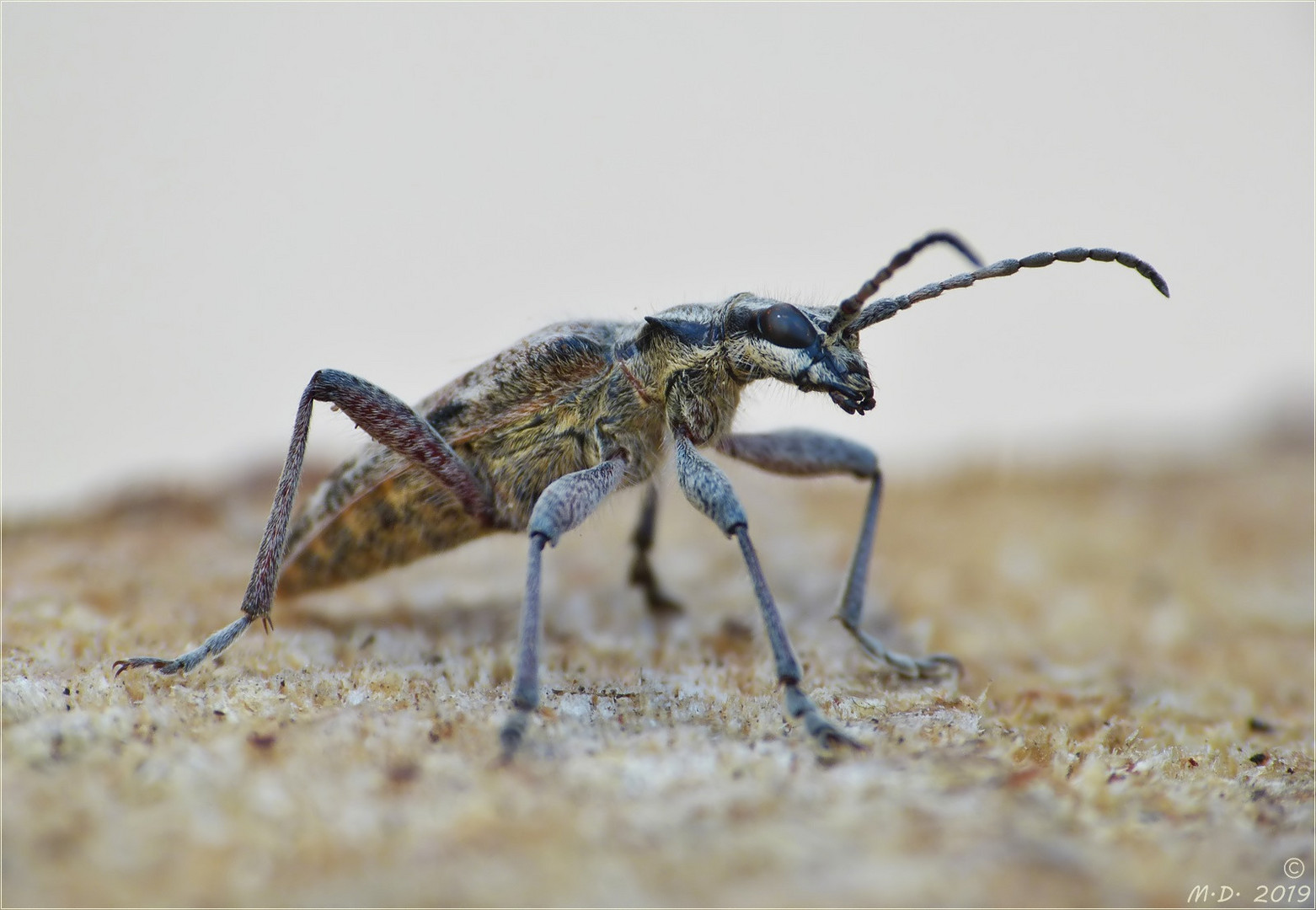 Wie aus der Urzeit. Foto & Bild | tiere, wildlife, insekten Bilder