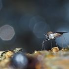 Wie aus einer anderen Welt! 