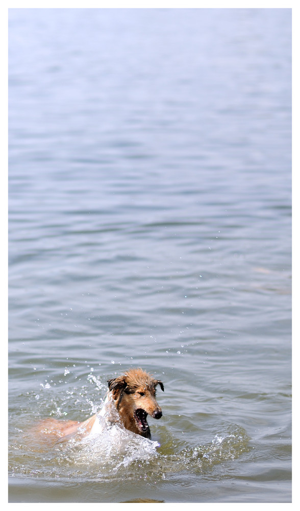 Wie aus Lassie Nessie wurde.