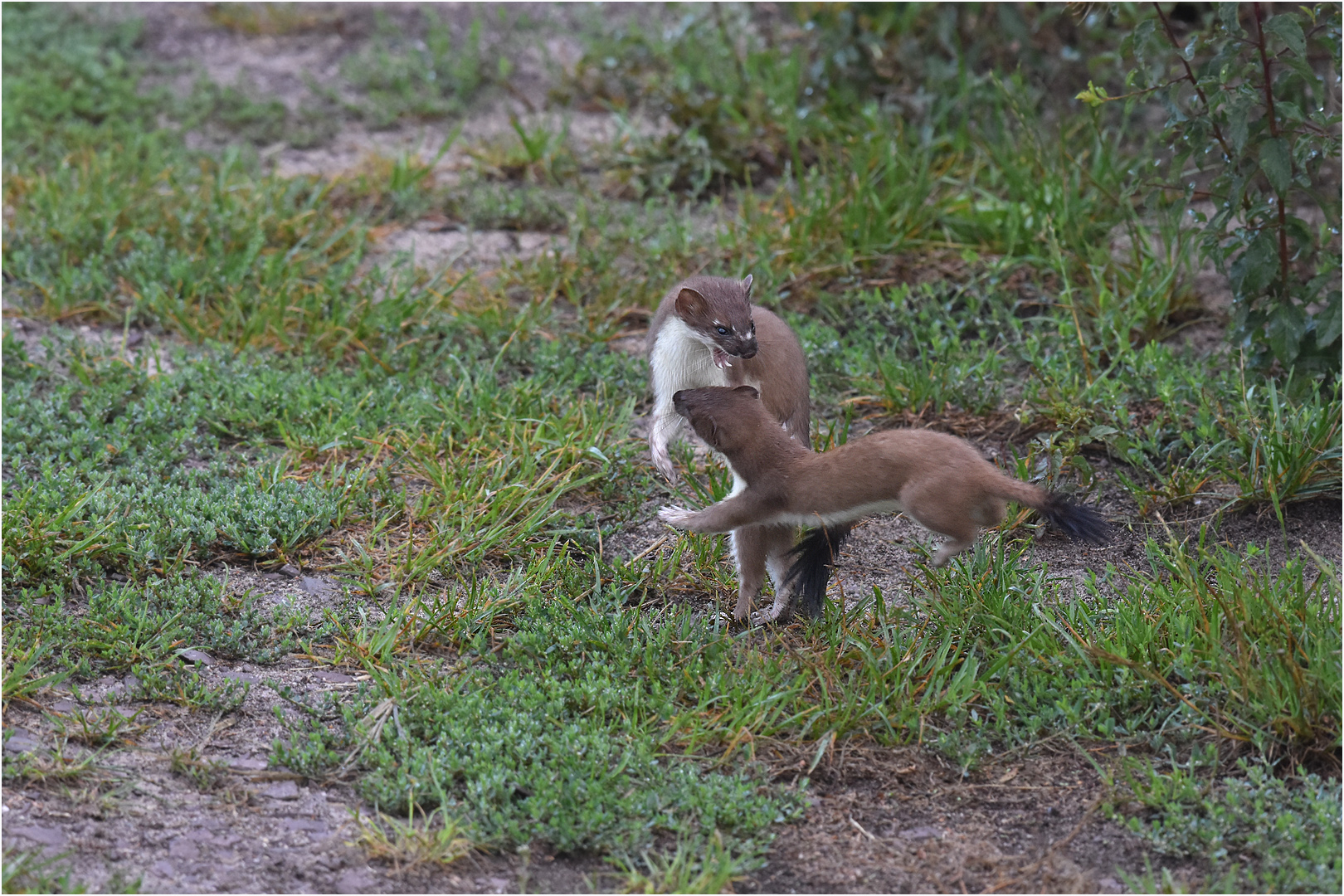 Wie ausgeflippt Foto & Bild nature, natur, tiere Bilder auf