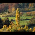 ...wie Bäume eine Landschaft prägen... (2. von "Herbst-Landschaft- Kompositionen")