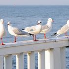 wie Baletttänzerinnen auf der Stange