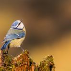 Wie bei der Luftabwehr...