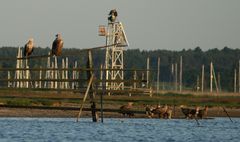 Wie bekomme ich 13 Seeadler auf ein Bild?