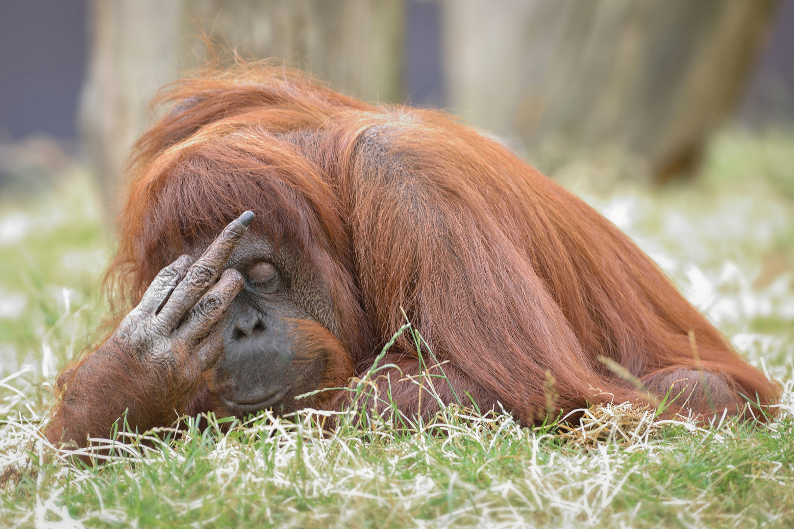 Wie bitte...!? Foto & Bild | tiere, zoo, wildpark & falknerei