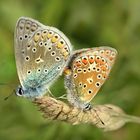 Wie  (blau-)Silber und Gold kamen sie mir vor...