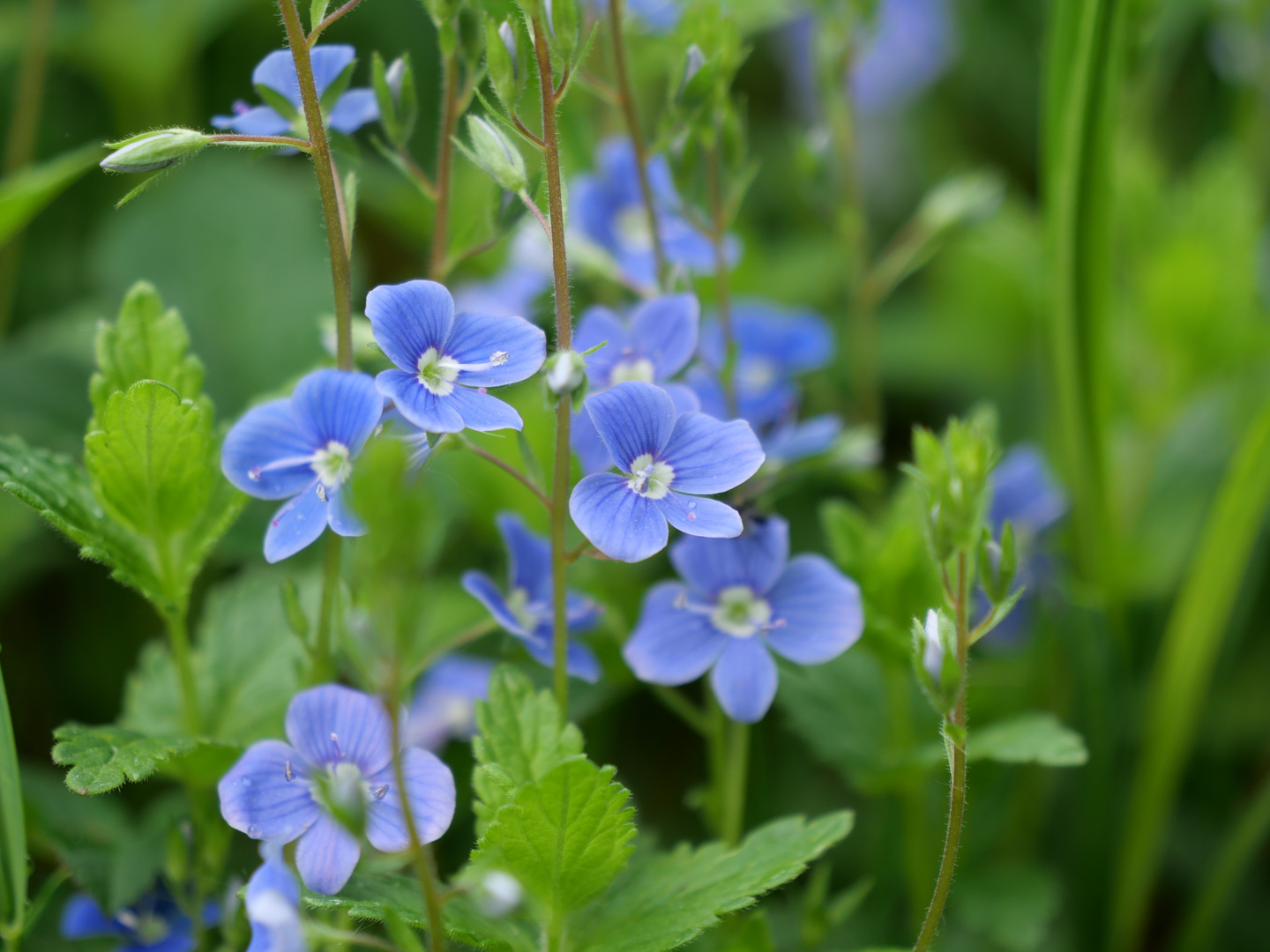 Wie blaue Augen...