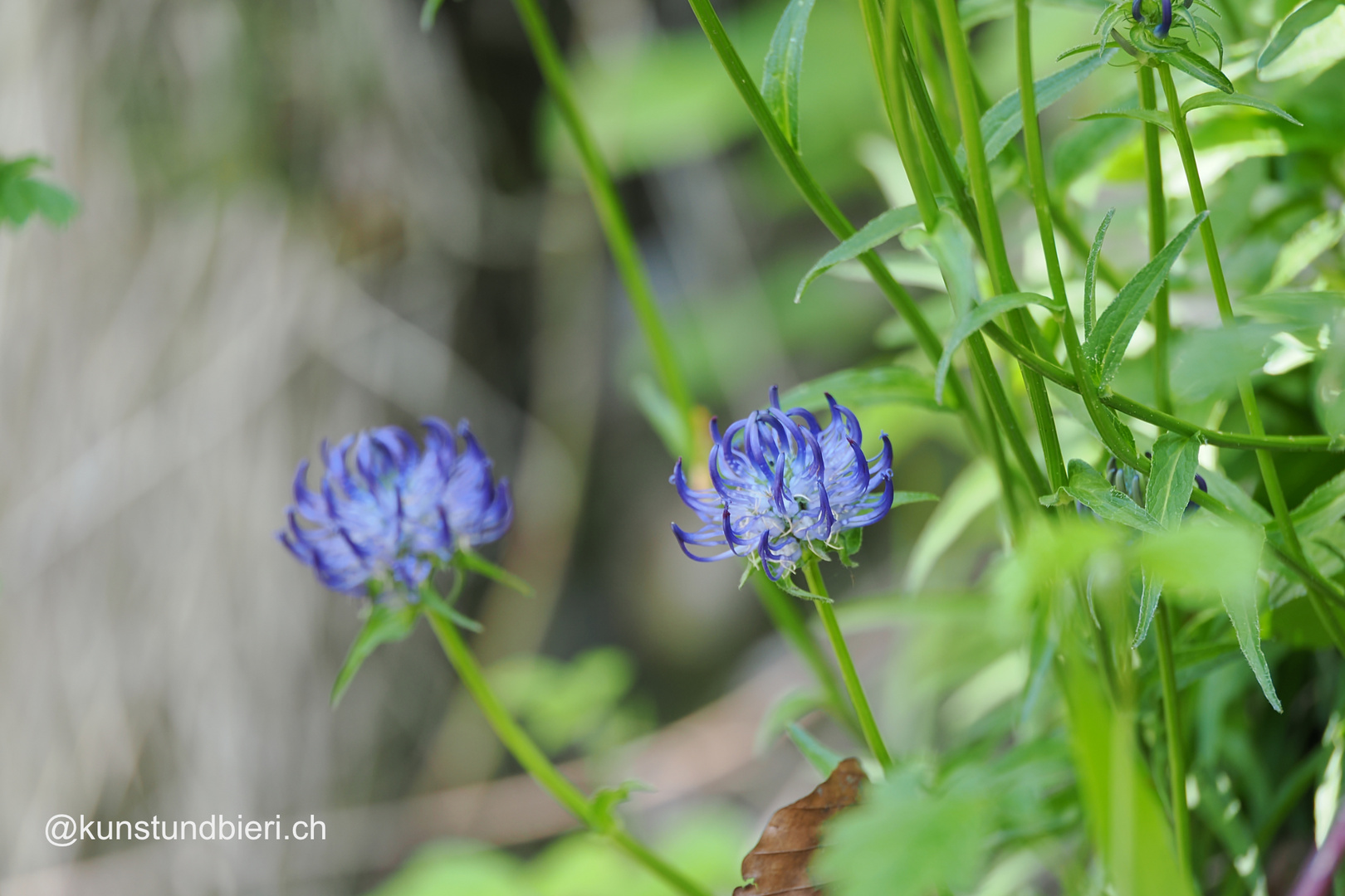 wie blaue Edelsteine