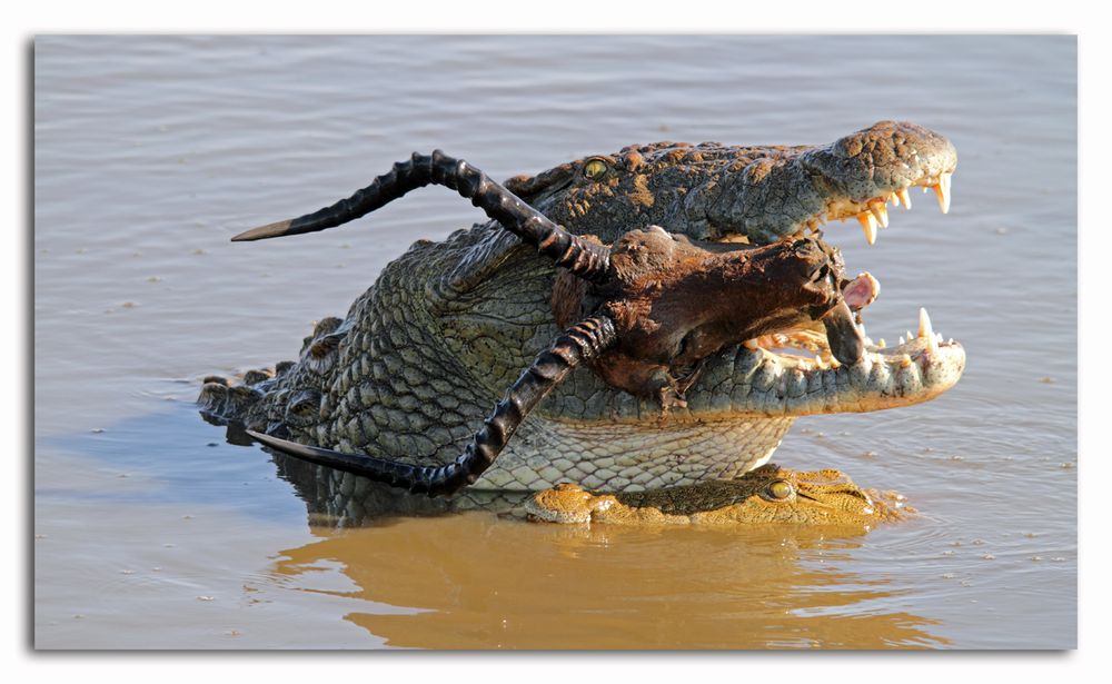 wie blöd kann man sein ... Foto & Bild | tiere, wildlife ...