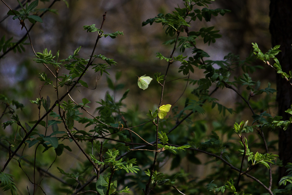 Wie Blüten im Wind