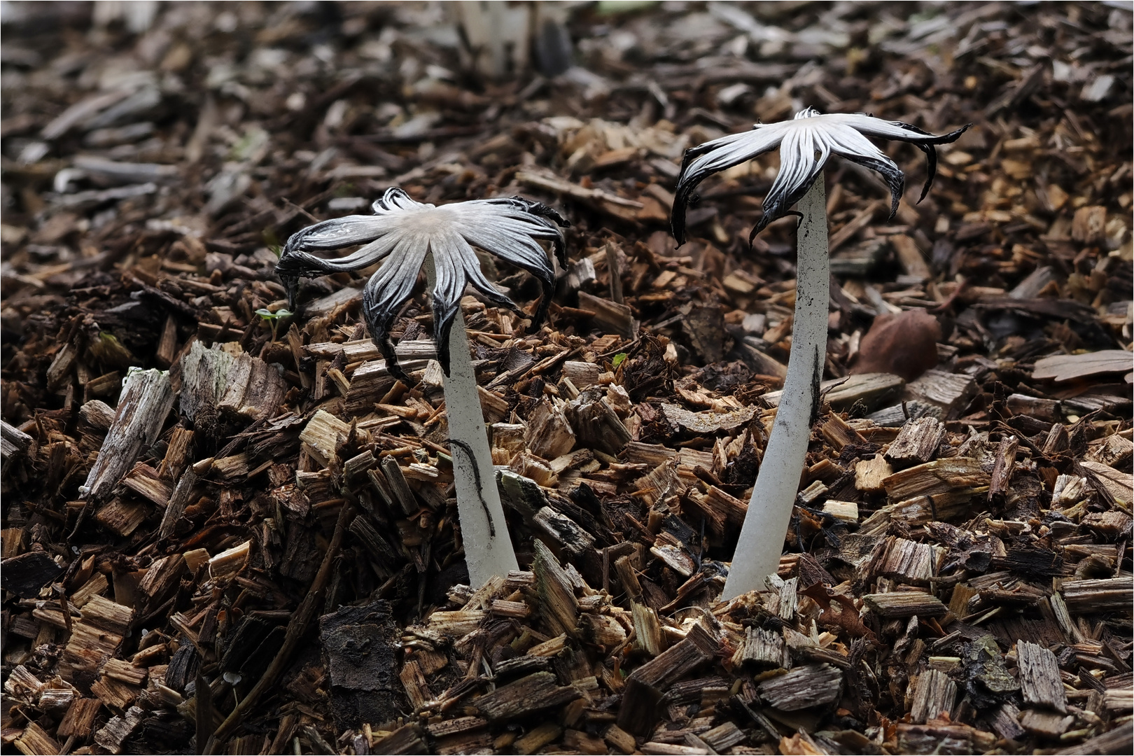 wie Blumen auf Pilzstängeln schauen sie aus  .....