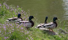 Wie Bodygards wurden sie vom Schwan geduldet