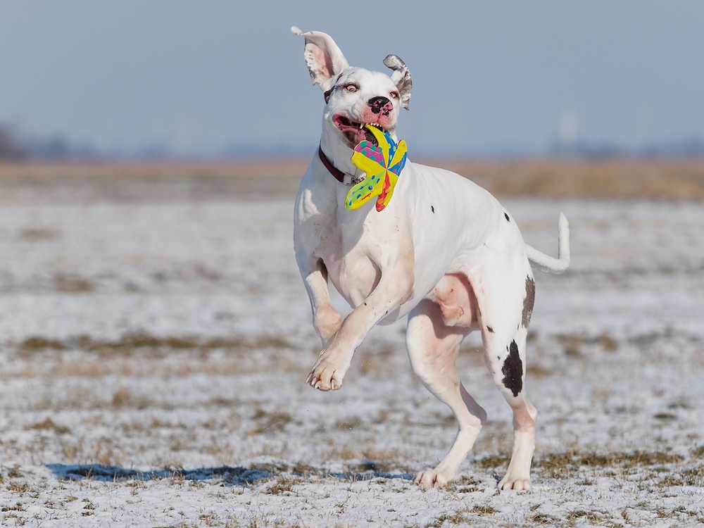 Wie bringt man einem Hund das Schielen bei?