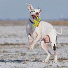 Wie bringt man einem Hund das Schielen bei?