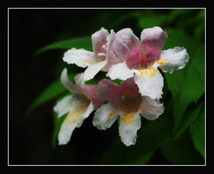 Wie chinesische Schriftzeichen... Foto & Bild | nah- & makro, techniken