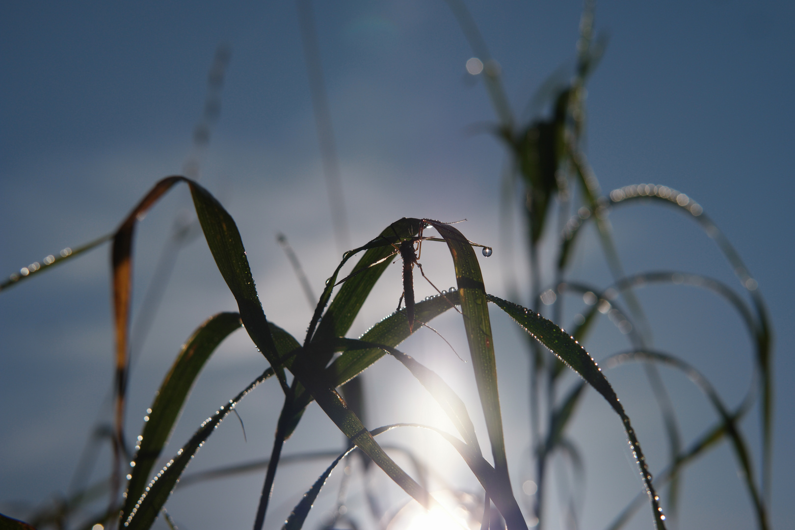 Wie das Bild zuvor, nur gegen der Sonne 