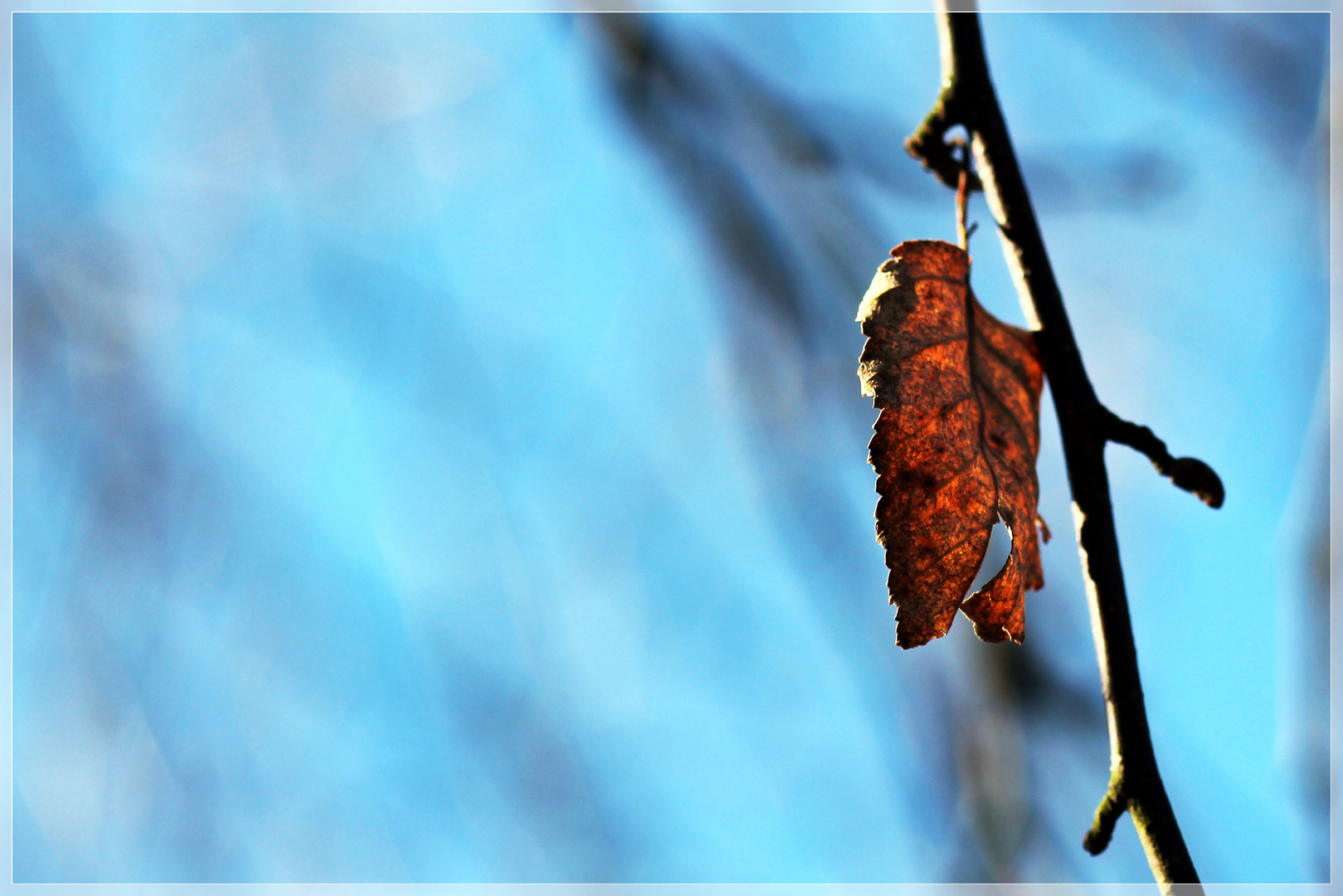 wie das Blatt am Baum