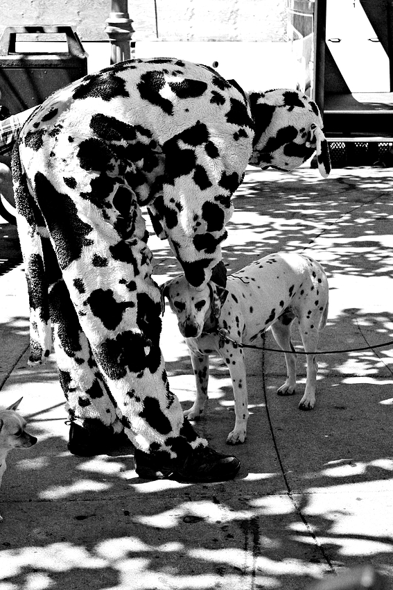 Wie das Herrchen so der Hund