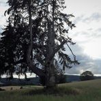 Wie dazumal : Alte Wetterfichte am Fleisnitzer Berg