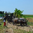 Wie dazumal - Archaischer Bahnbetrieb mit Ochsen auf Java