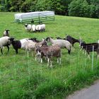 Wie dazumal  Erhalt alter Haustierrassen im Rothaargebirge 