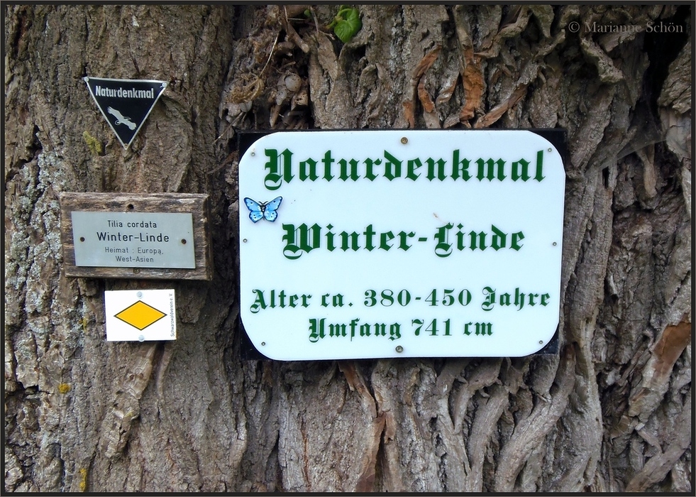 Wie dazumal...die Winter-Linde...