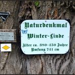 Wie dazumal...die Winter-Linde...