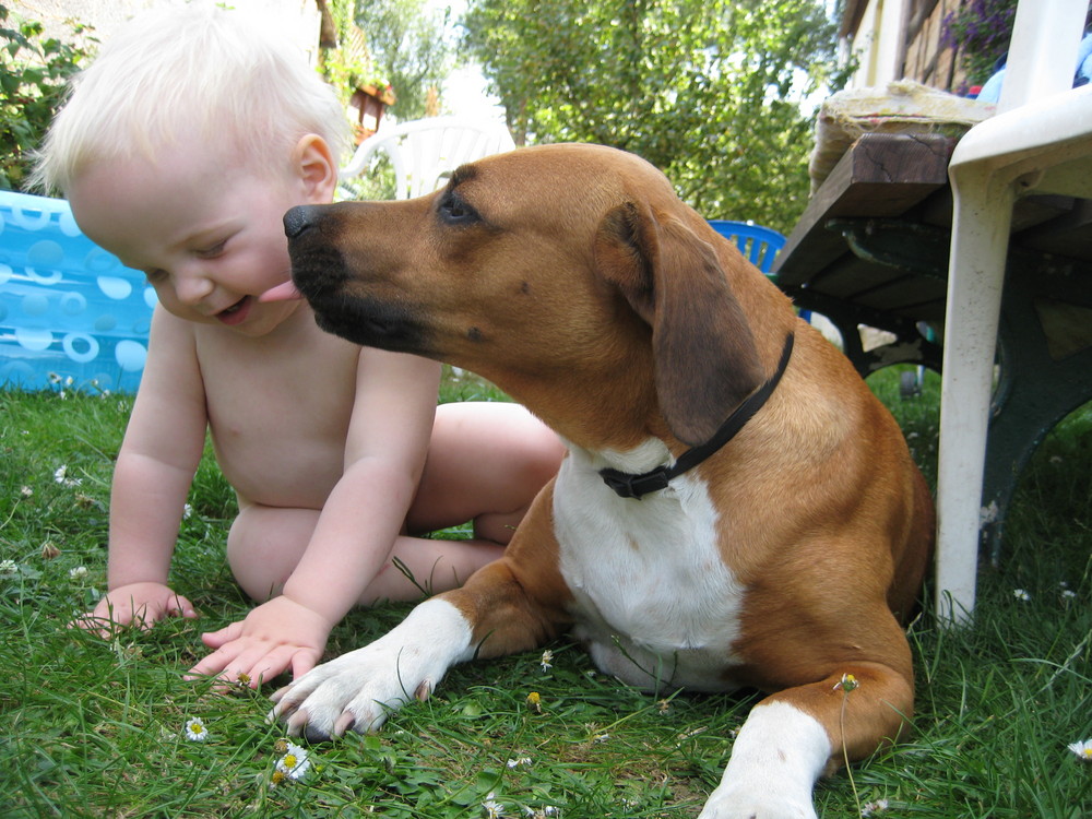 wie dem "Kampfhund"- Problem zu begegnen sei. ...