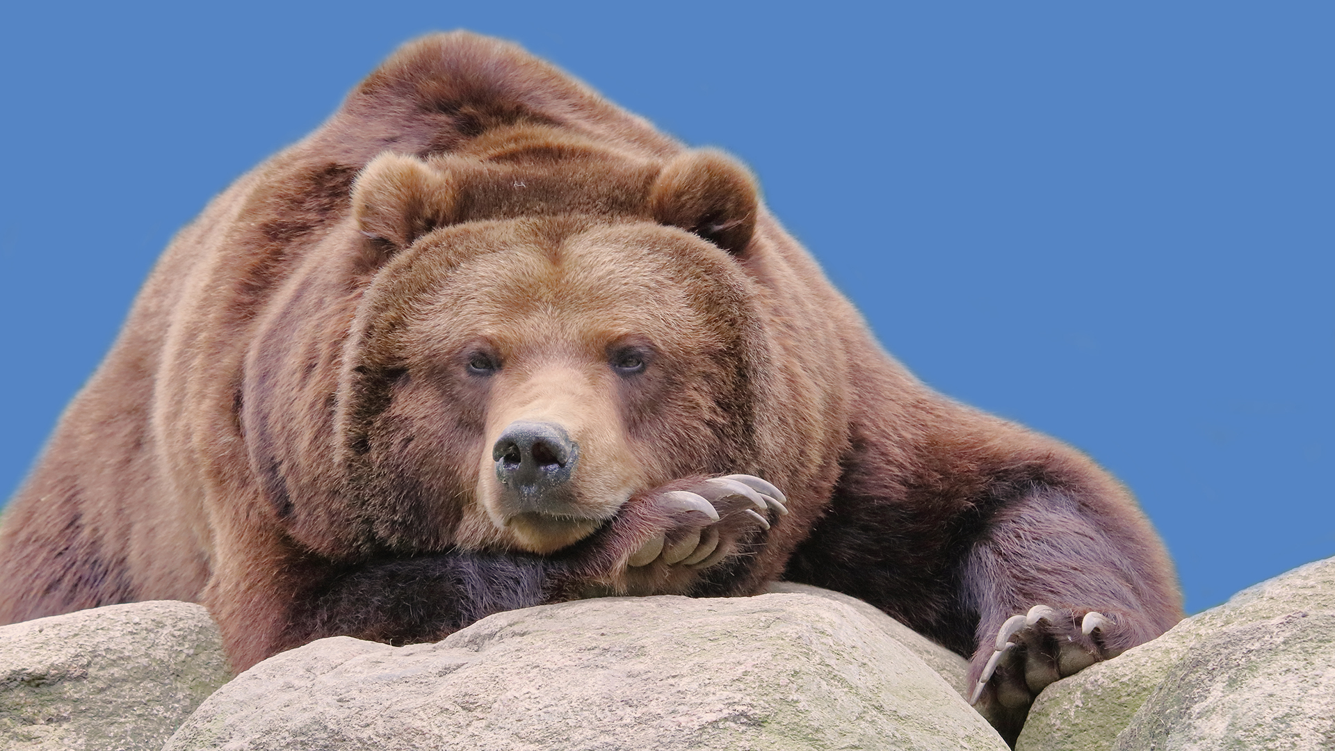 Wie der Bär das gute Wetter nutzt um seine frisch lackierten Kralen an der Luft zu trocknen