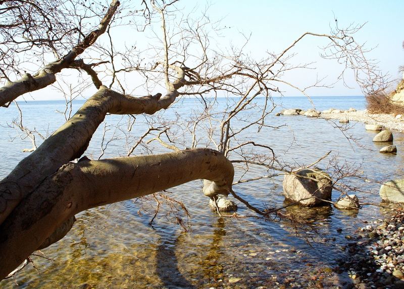 Wie der Baum fällt, so bleibt er liegen.