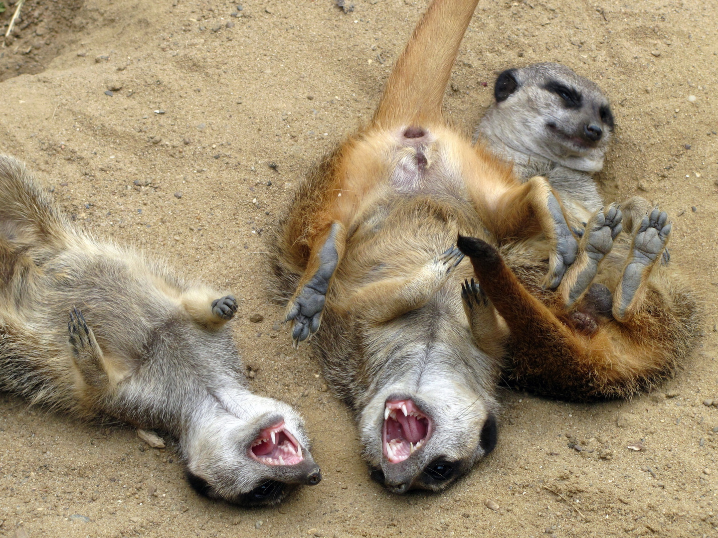 &quot;Wie der da wieder liegt, zum Totlachen&hellip;&hellip;&quot; Foto &amp; Bild tiere, zoo