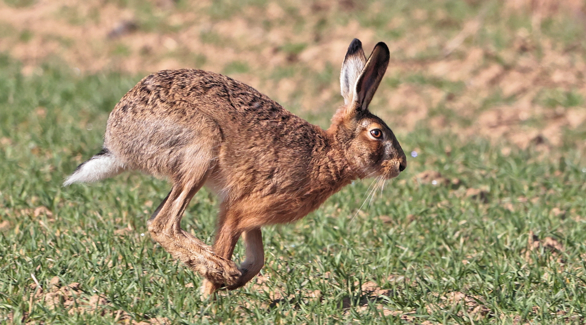 WIE DER HASE LÄUFT