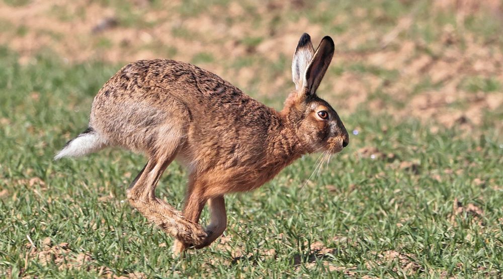 WIE DER HASE LÄUFT