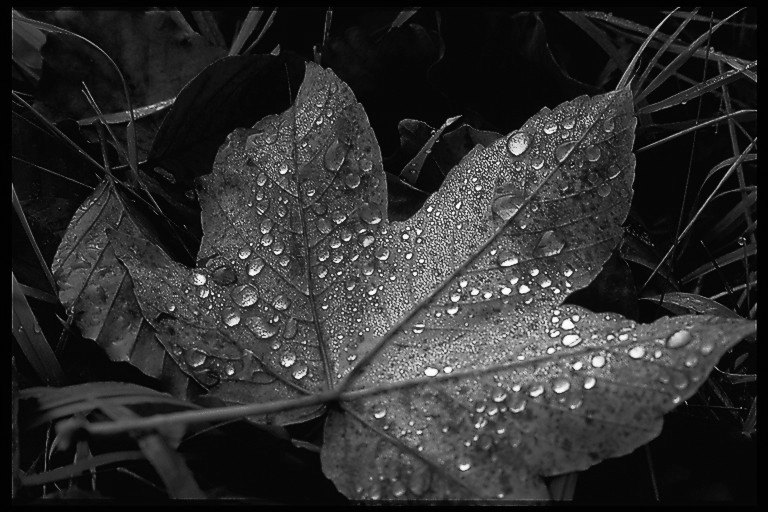 Wie der Mensch so das Blatt