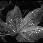 Wie der Mensch so das Blatt