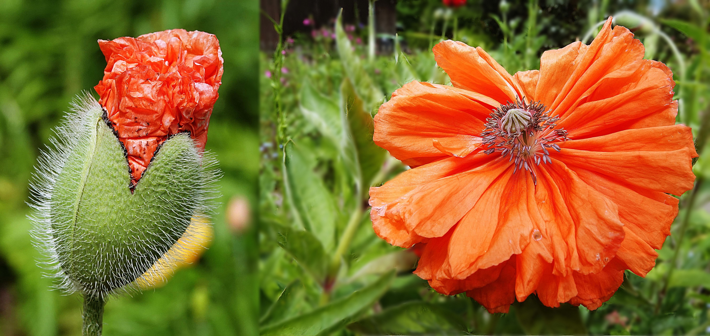 wie der Mohn sich öffnet