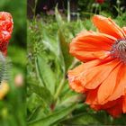 wie der Mohn sich öffnet